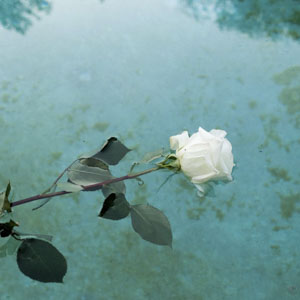 rosa bianca galleggiante